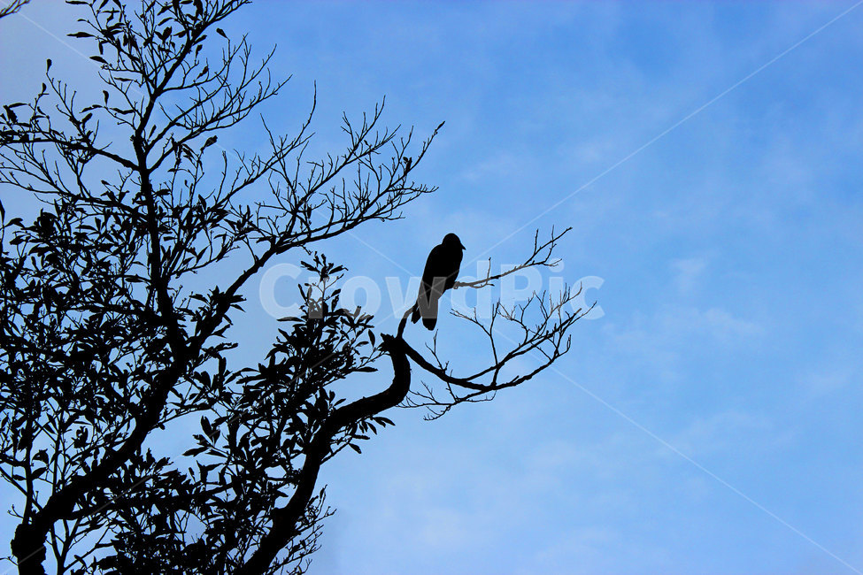 새,까마귀,animal,동물,나무,하늘,푸른하늘,동물,animal,조류,새,birds