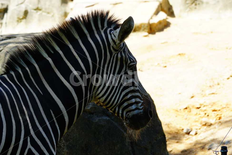얼룩말,동물,포유류,animal,zebra,동물원,동물,animal,포유류,mammal