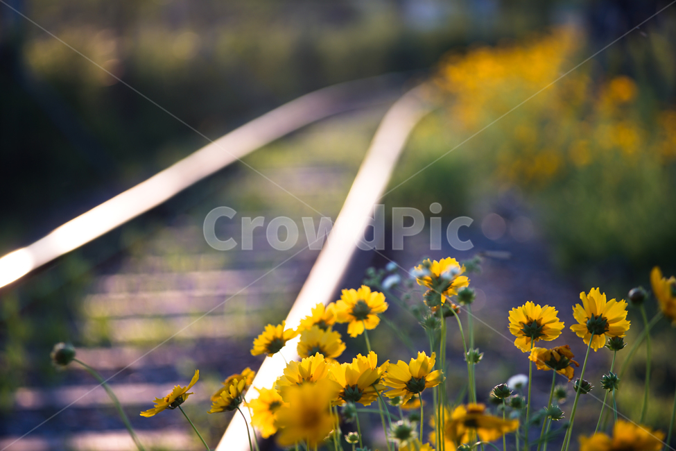 꽃,철길,야생화,저녁빛,레일,자연,들꽃,식물,자연,plants,nature,꽃,flower