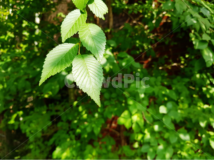 잎,잎사귀,풀,풀잎,숲,그린,싱그러운,클로즈업,식물,자연,plants,nature
