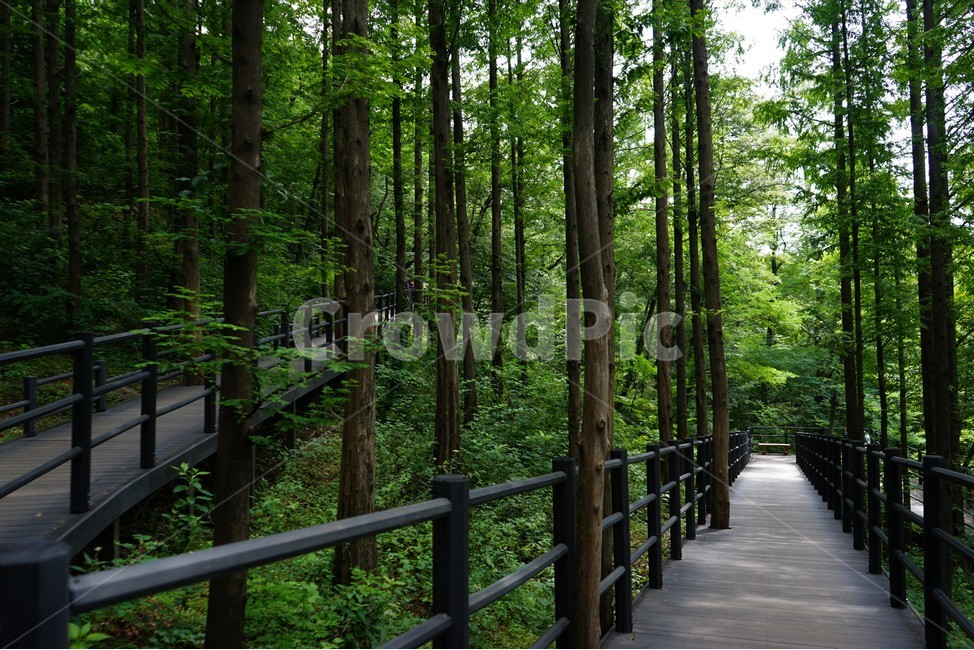 숲,자연,그늘,나무,녹음,녹색,forest,nature,shodow,trees,green,힐링,휴식,시원함,고요함,healing,relaxation,cool,calm,forestbathing,freshness,자연,풍경,nature,landscape,식물,plants,나무,trees,wood,boardwalk,산책로,building,건물,bridge,다리