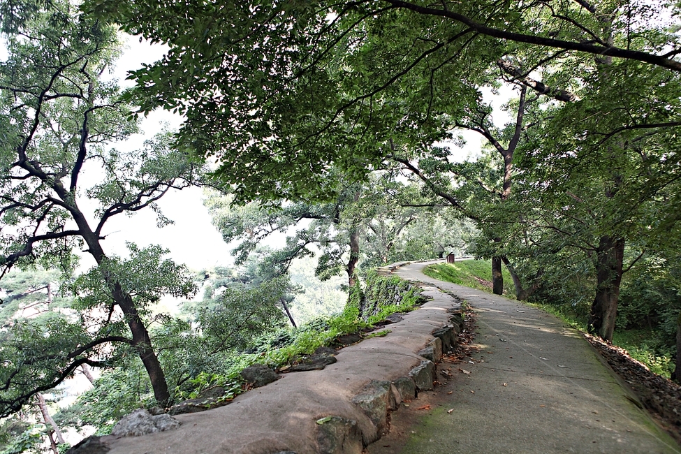 공주산성,성,산성,성곽,길,둘레길,숲,숲길,돌담,담,여름,풍경,흙담,벽,방어벽,나무,식물,유네스코등제