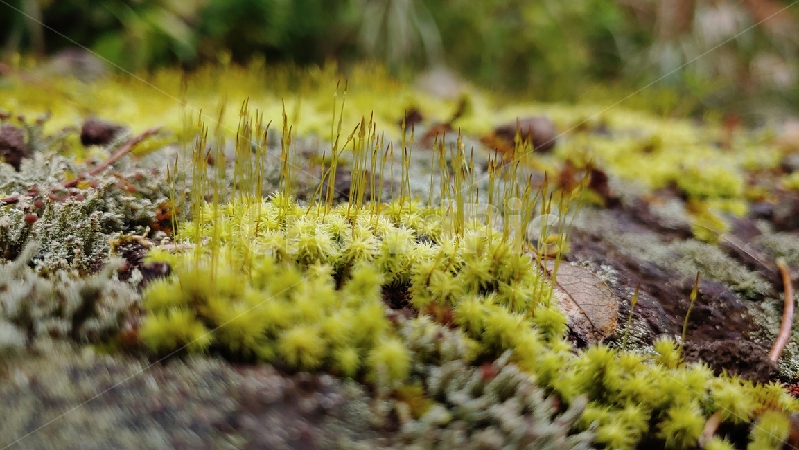 이끼숲,moss,freshmossforest,이끼,grassgreen,viridity,vert,이끼생태,자연,nature,feshcolor,naturalenvironment,naturalbeauty,식물,자연,plants,nature
