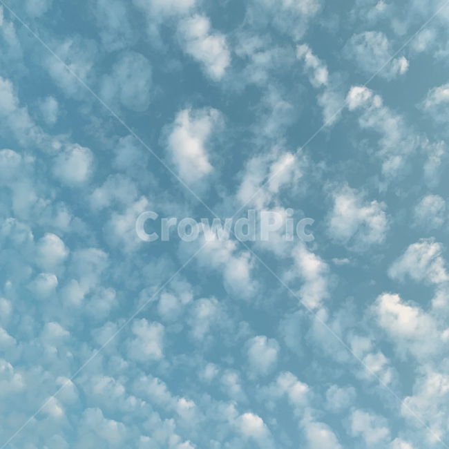 nature,자연,조각구름,양털구름,양떼구름,하늘,노을,tree,cloud,sky,푸른하늘,azuresky,자연,풍경,nature,landscape