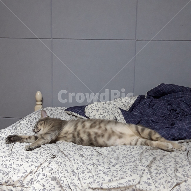 고양이,집고양이,반려묘,반려동물,귀여움,cat,cute,pet