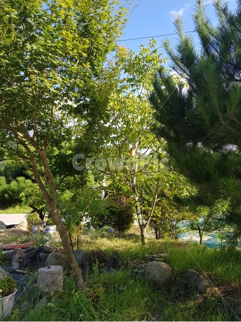 plant,식물,tree,나무,돌,여름,자연,풍경,nature,landscape