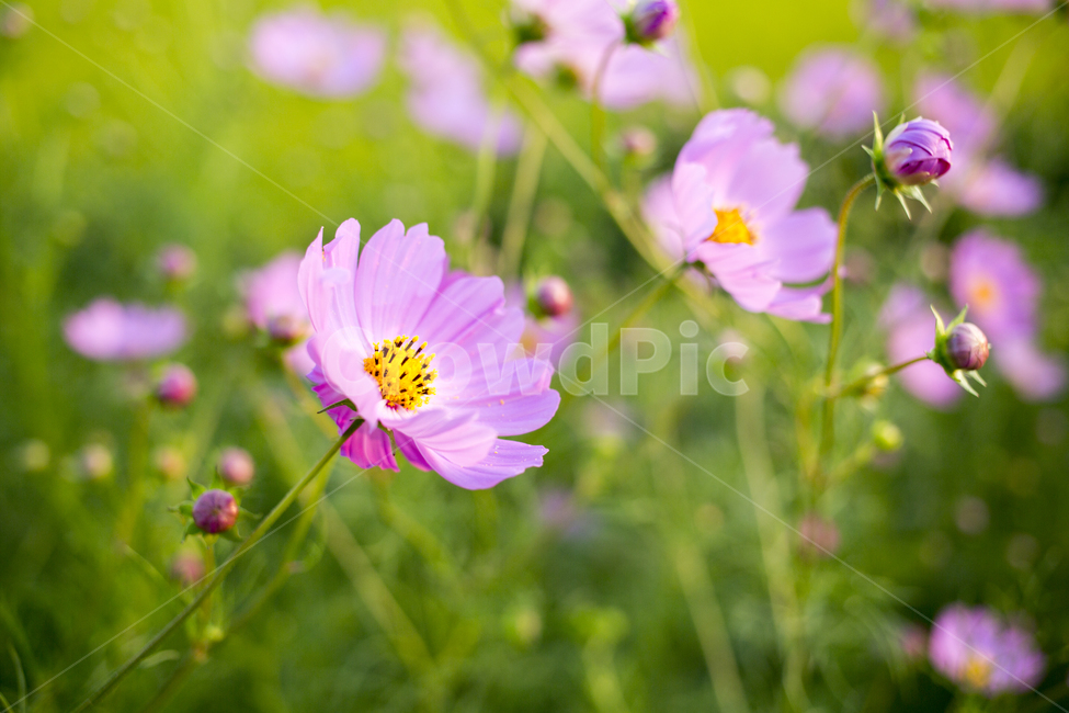 plant,식물,flower,꽃,blossom,코스모스,cosmos,가을,계절,fall,autumn,season,식물,자연,plants,nature,꽃,flower,geranium,제라늄