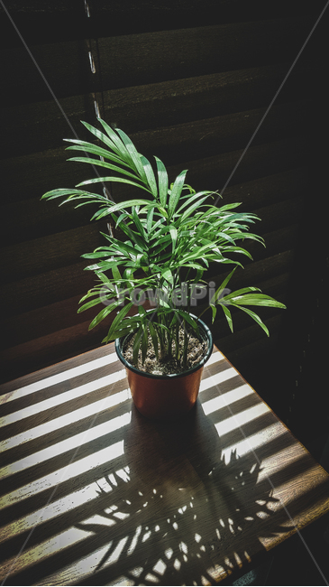 식물,plant,화분,블라인드,빛,그림자,자연,나무,wood,실내용화초,화분,화초,house plant