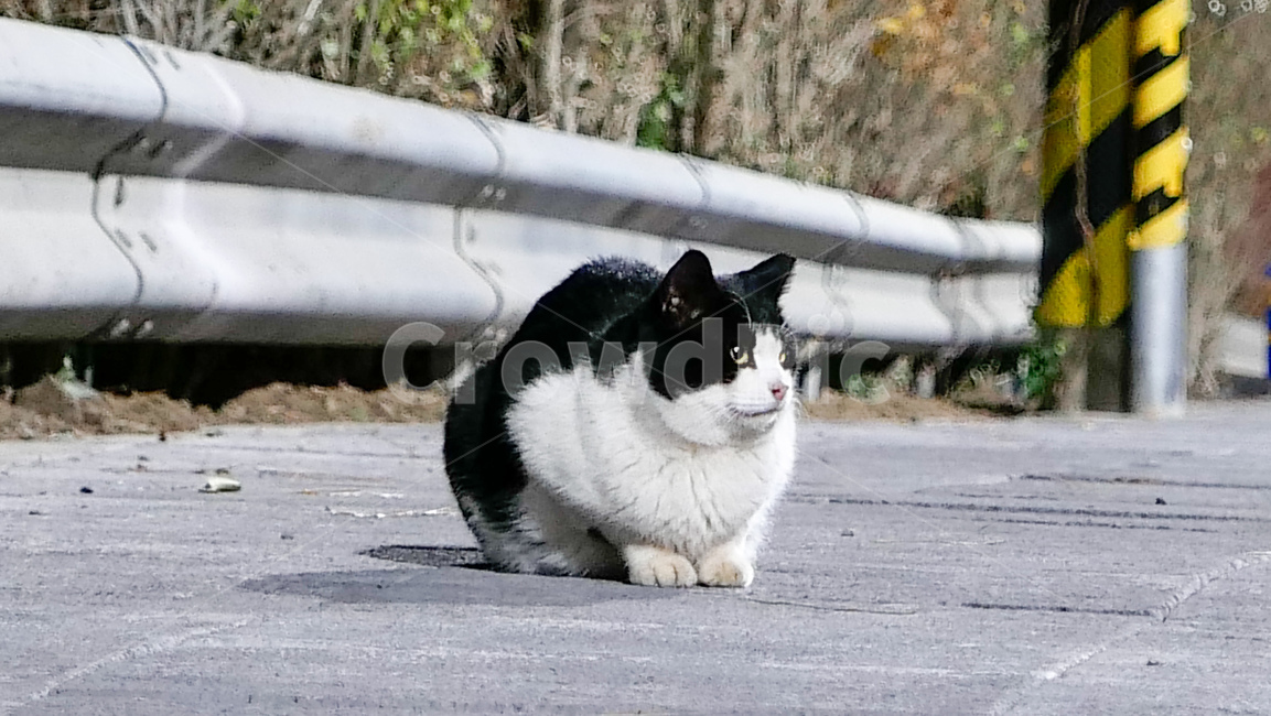 animal,동물,mammal,포유류,cat,고양이,pet,길냥이,동물,animal,포유류,mammal,고양이,cat,kitten,kitty