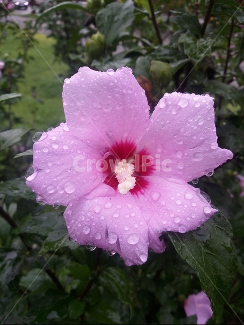 꽃,식물,plant,flower,무궁화,무궁화꽃,자연,식물,자연,plants,nature,꽃,flower