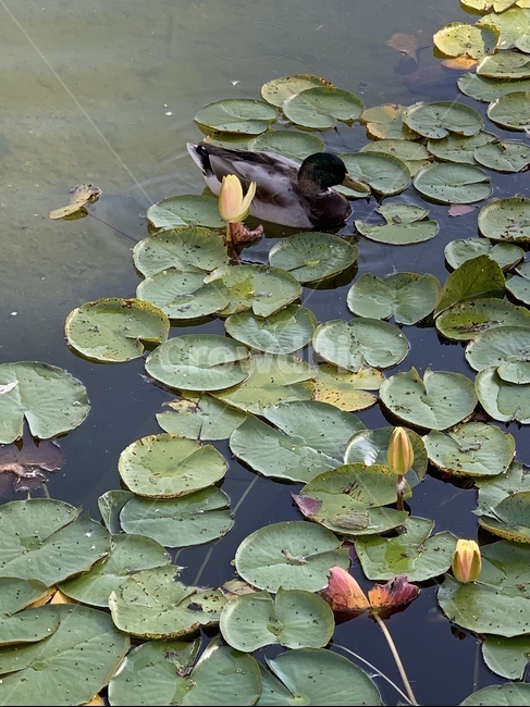 오리,연못,자연,풍경,nature,water,꽃,물,식물,flower,pondlily,lily,plant