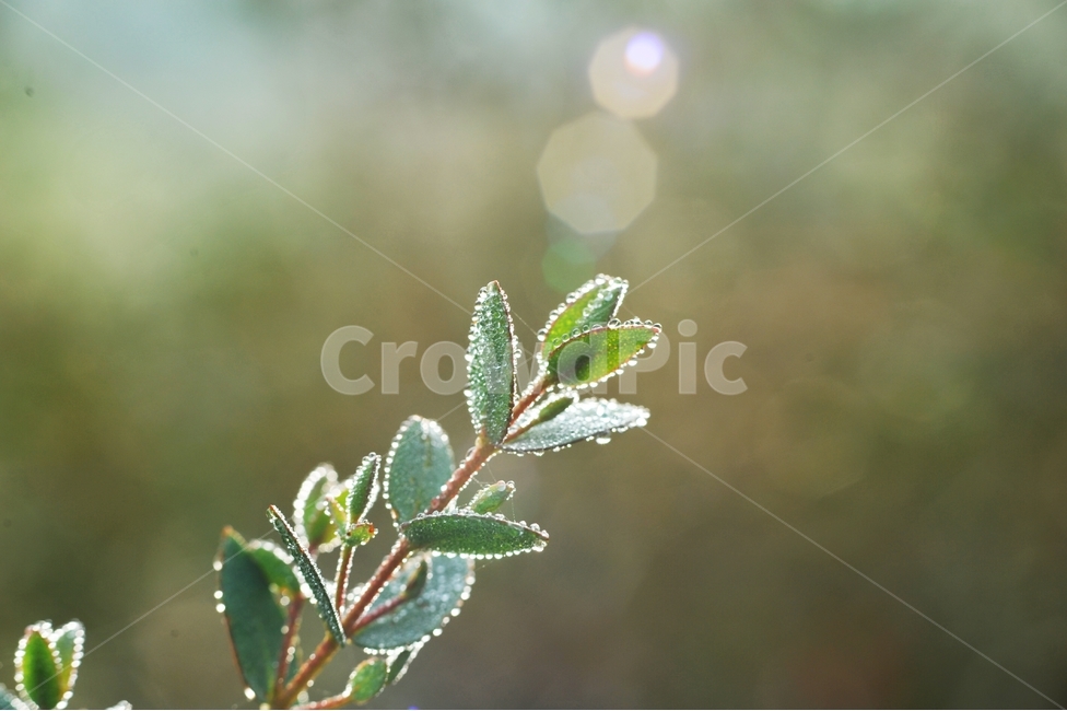 풀잎,이슬,햇살,숲,아침풍경,풍경,자연,물방울,식물,자연,plants,nature,감성,sensible,feeling,휴식,힐링,rest,relaxation,healing