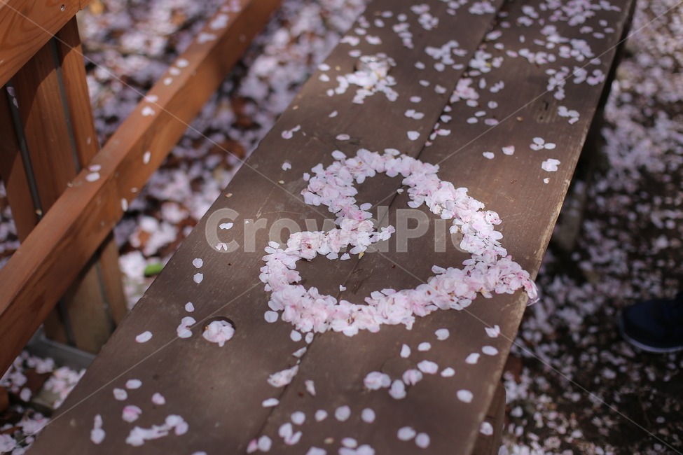 봄,벚꽃,하트,꽃잎,핑크,의자,벤치,꽃잎하트,사랑,분홍,heart,sakura,봄,계절,spring,season,꽃,flower,감정표현,기분,feeling,emotion,연출,컨셉,콘셉,direction,concept,dessert,디저트,food,음식