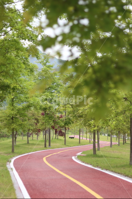 플라타너스,연두,가로수,봄,흐림,자연,풍경,nature,landscape,한국자연풍경,한국자연경관,korea nature landscape,road,도로