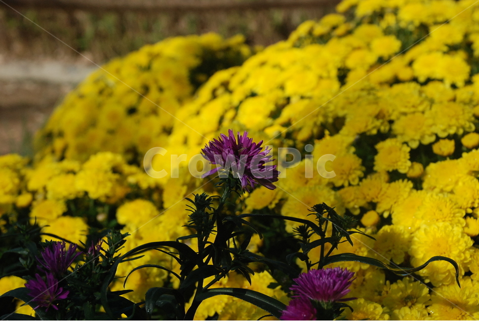 꽃,국화,금방울,노랑,소국,식물,식물,자연,plants,nature,꽃,flower