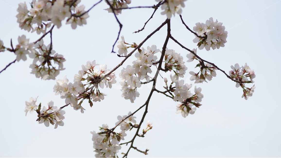 봄꽃,꽃,자연,풍경,봄,벚꽃,봄,계절,spring,season,식물,자연,plants,nature,꽃,flower,plant,blossom