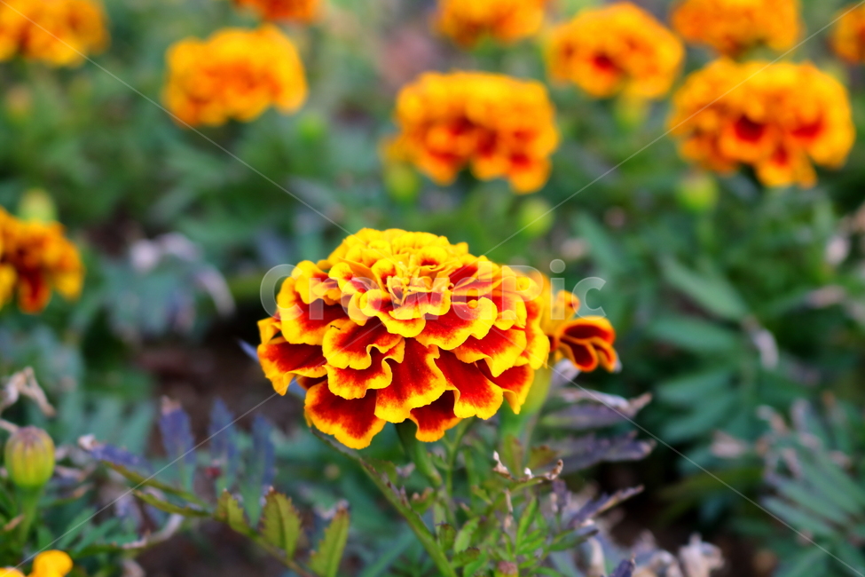 메리골드,메리골드꽃,꽃,식물,국화과,관상용,원예,식물,자연,plants,nature,꽃,flower
