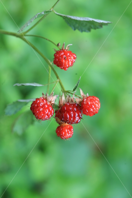 딸기,산딸기,식물,열매,야생,자연,nature,plants,raspberry,fruit