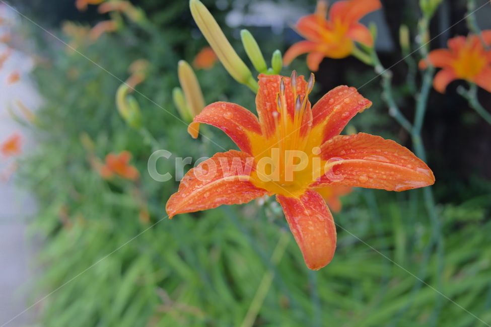 원추리,원추리꽃,꽃,백합과,주황색,주황색꽃,한국꽃,flower,plant,blossom,봄꽃,식물,식물,자연,plants,nature,꽃,flower