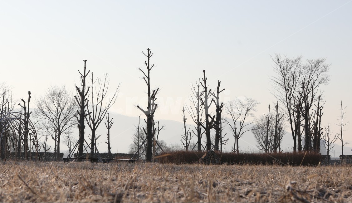 나무,경치,자연,행복,마음,자연,풍경,nature,landscape,ground,바닥,tree,plant,식물