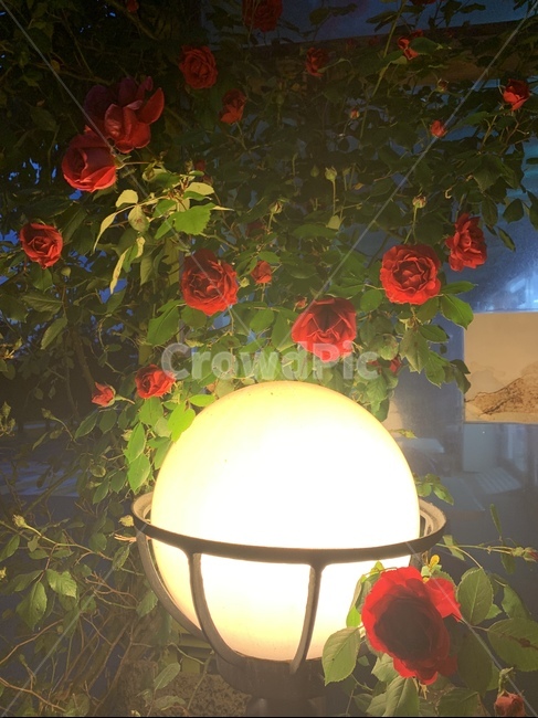 장미,빛,꽃,담덩쿨,빨간꽃