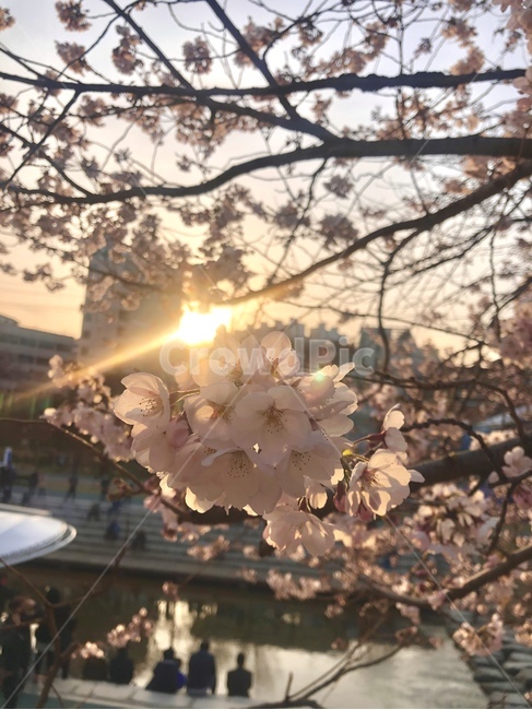 벚꽃,blossom,꽃,flower,봄,spring,cherryblossom,plant,식물