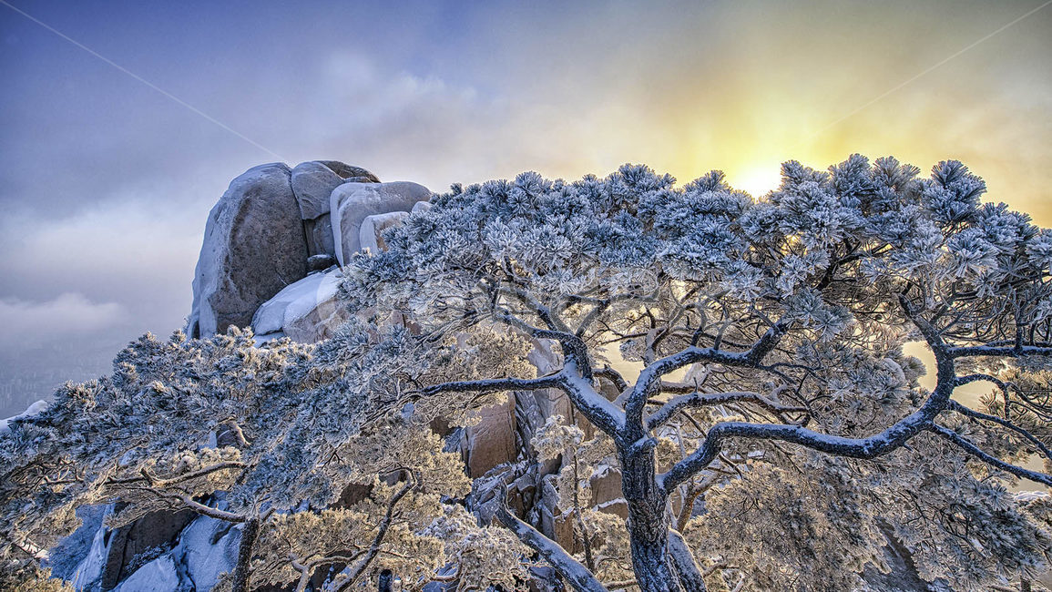 설송,눈,소나무,겨울소나무,풍경,겨울,계절,winter,season,자연,풍경,nature,landscape,tree,나무,plant,식물