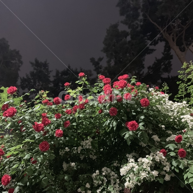 장미,밤,산책,분위기,감성