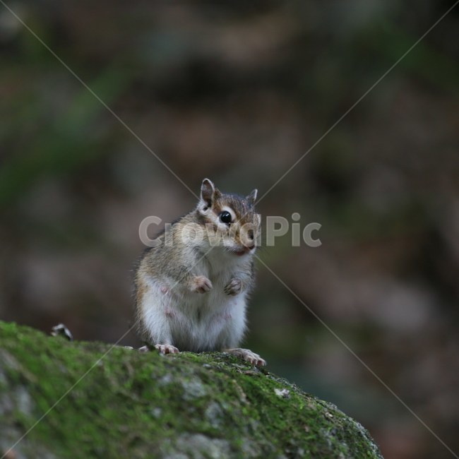 자연,다람쥐,동물,animal,북한산,동물,animal,포유류,mammal