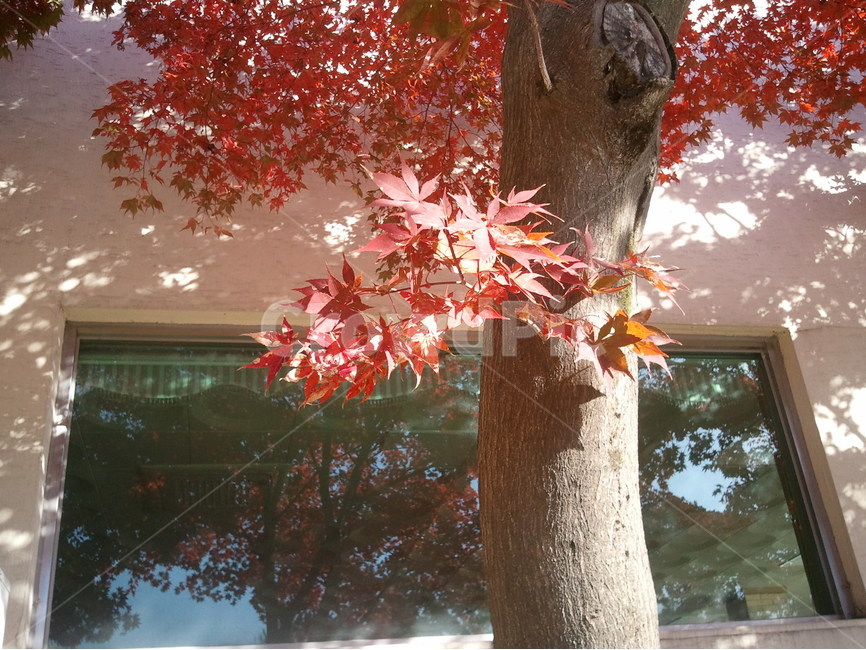 붉은단풍,낙엽,관상수,가을철,나뭇잎,홍단풍,단풍나무,가을,계절,fall,autumn,season,식물,자연,plants,nature,나무,trees,wood,leaf,잎,plant,tree,maple,단풍