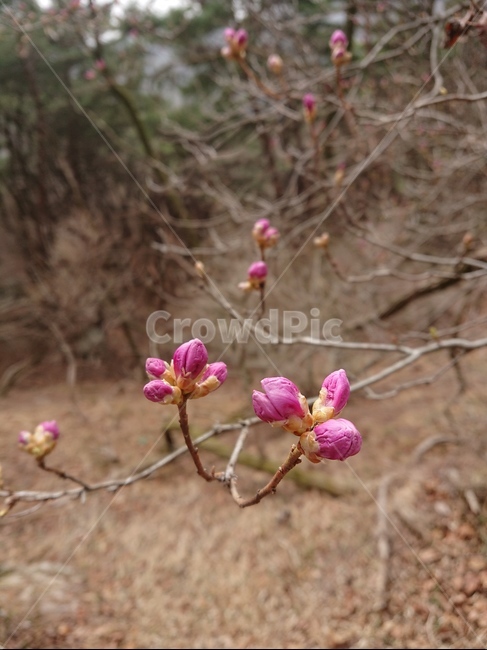 진달래,꽃망울,봄,산,식물,꽃,식물,자연,plants,nature,꽃,flower