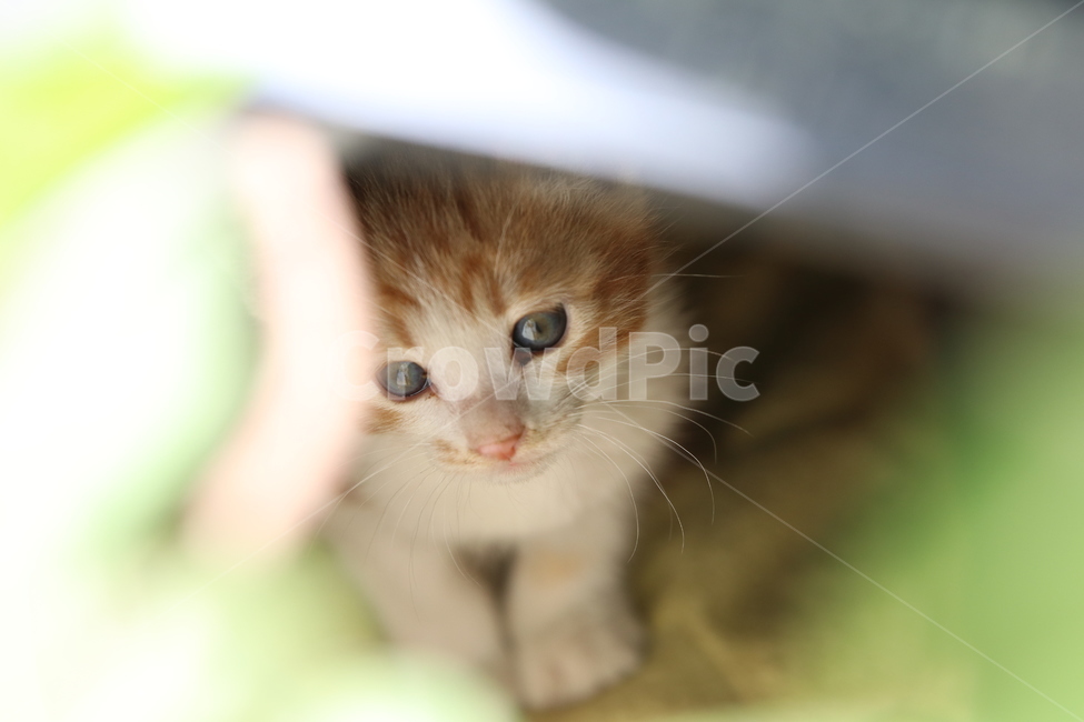 Pets,pet photo,kitten,cat,animal,cat photo,pet,animal photo