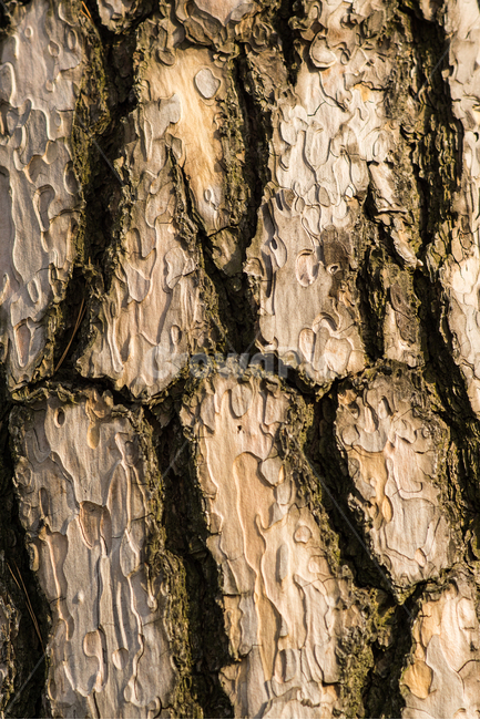 나무,결,무늬,tree,pattern,소나무,나무,trees,wood,텍스처,질감,패턴,texture,pattern