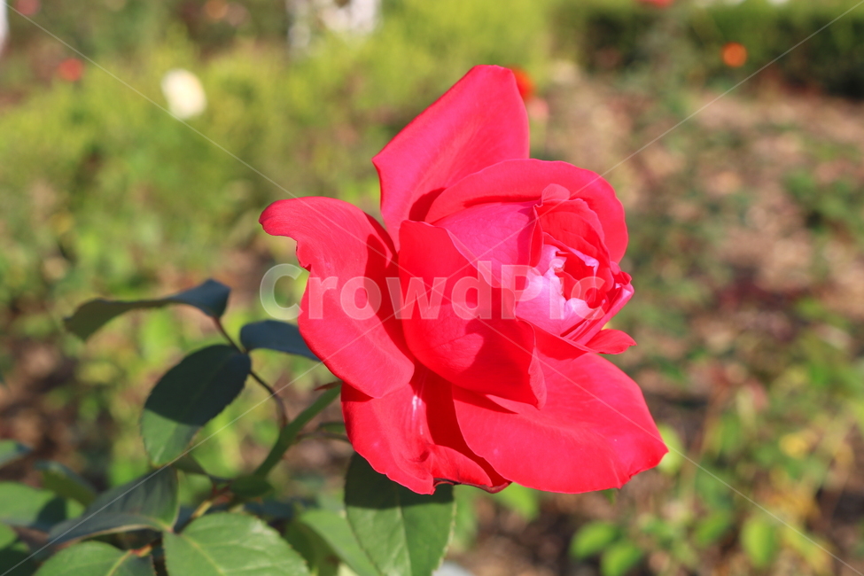 장미,꽃,장미꽃,식물,자연,꽃밭,붉은장미,탄초,빨간색꽃,식물,자연,plants,nature,꽃,flower