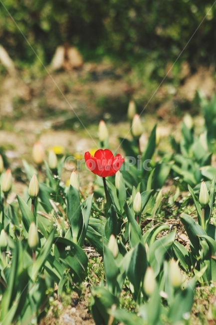 꽃,식물,flower,blossom,plant