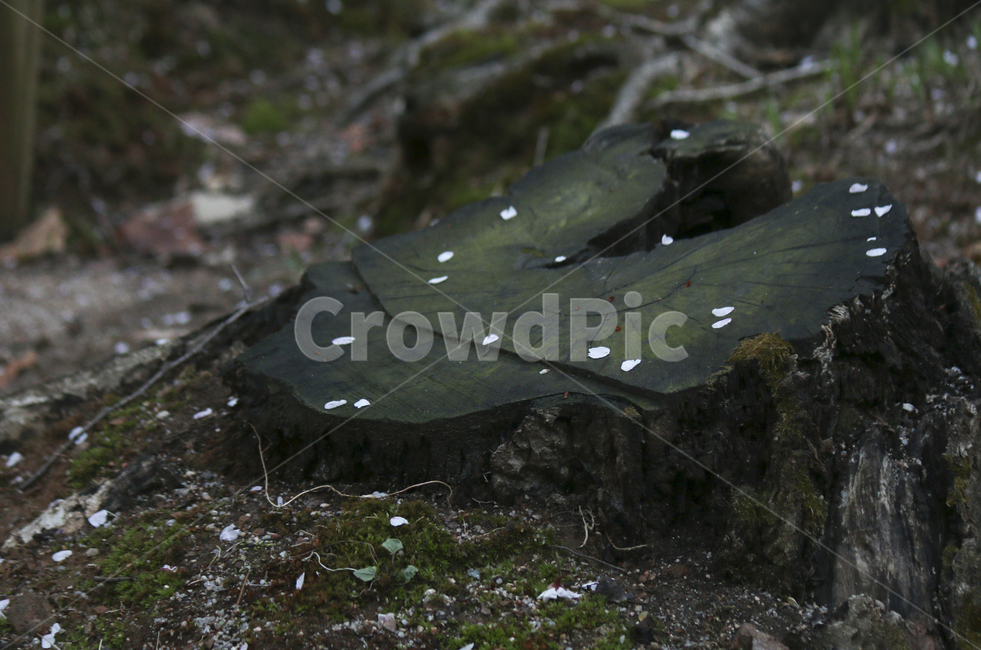 나무,tree,ground,바닥,stump,그루터기