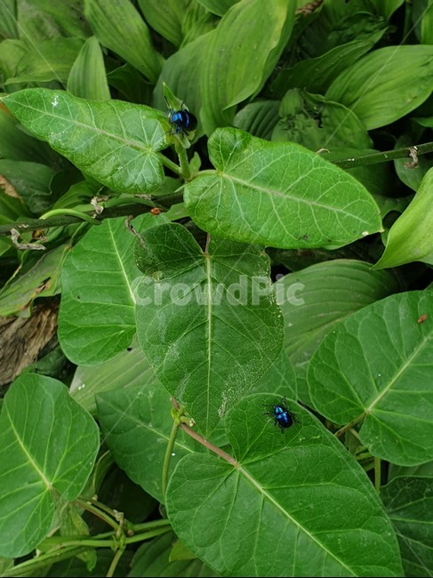 벌레,풍뎅이,파란색벌레,곤충,beetle,식물,자연,plants,nature