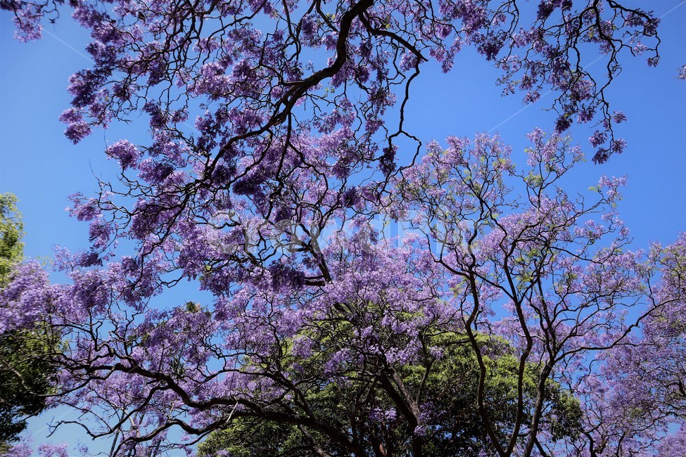 jacaranda,자카란다,봄,spring,flower,꽃,plant,식물,나무,tree,꽃,flower,나무,trees,wood