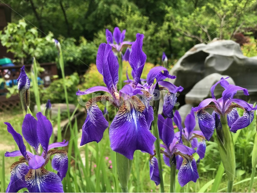 자연,붓꽃,꽃,보라색,여름,식물,자연,plants,nature,꽃,flower