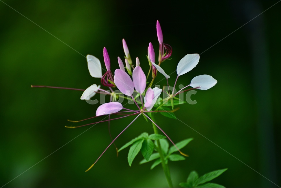 plant,식물,blossom,flower,꽃,풍접초