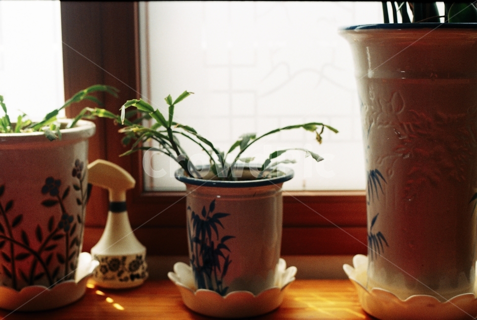 화분,풀,작물,필름,필카,생명,실내용화초,화분,화초,house plant