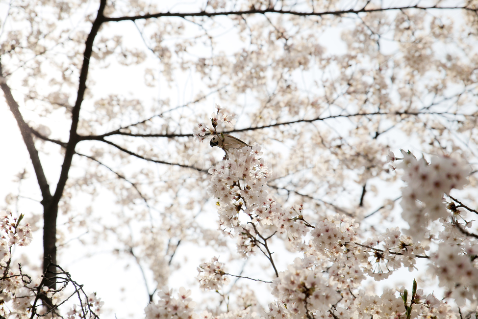 봄,계절,벚꽃,새,풍경,봄꽃,꽃,blossom,cherryblossom,식물,plant,spring,season,nature,landscape,plants,flower,참새,조류