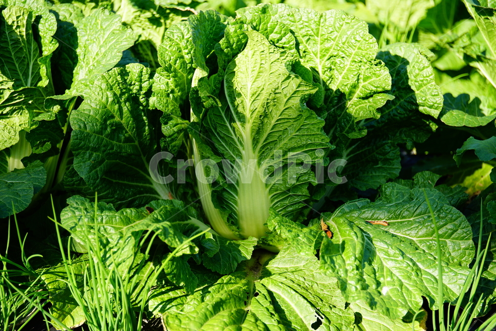 배추,농산물,농작물,시골,식물,야채,채소,김치,밭농사,밭,country,vegetable,greens,신토불이,kimchi,수확,자연,식재료,식자재,음식,반찬,napacabbage,음식,식재료,요리,food,cook,meal,dishes,food reserves,채소,야채,vegetables