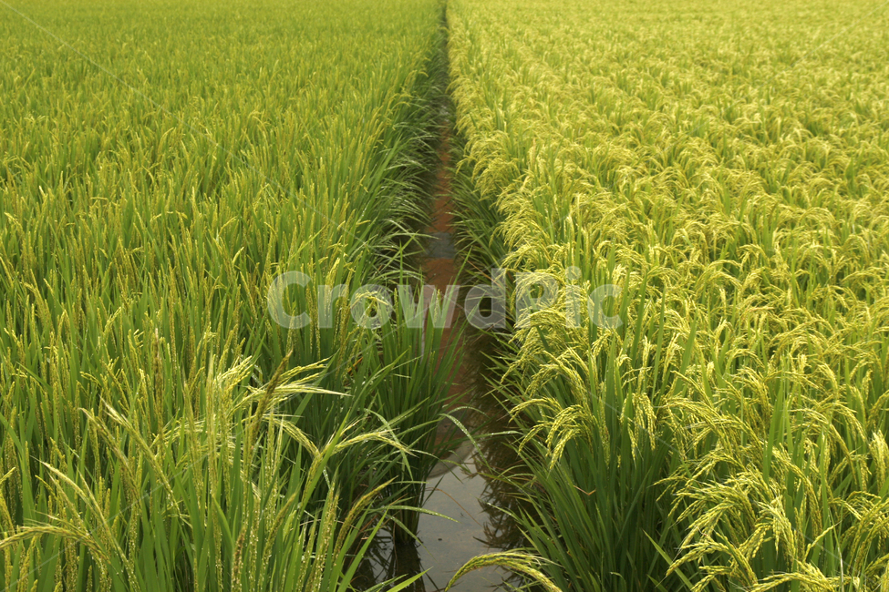 가을,벼농사,수확,추석,추수,가을,계절,fall,autumn,season,곡류,곡식,cereals,산업,industry,industrial,농업,농사,agriculture,farming,farming industry,grassland,목초지,outdoors,옥외,field,들,nature,자연,vegetation,초목,plant,식물