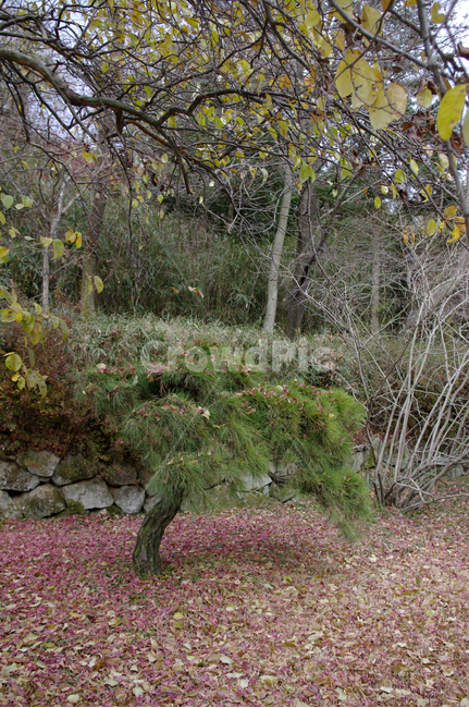 가을,fall,나무,식물,plant,단풍,잎,낙엽,가을,계절,fall,autumn,season,자연,풍경,nature,landscape,tree,ground,바닥