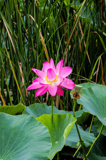연꽃,여름,꽃,식물,자연,flower,blossom,plant,식물,자연,plants,nature,꽃,flower
