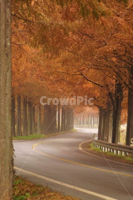 가을,메타세콰이어길,단풍,자연,나무,식물,오렌지색,길,가로수,안개,nature,autumn,fall,trees,자연풍경,한국자연풍경,orangecolor,감성,emotion,plant,maple,가을,계절,fall,autumn,season,자연,풍경,nature,landscape,road,도로,highway,고속도로,freeway,고속 도로,asphalt,아스팔트