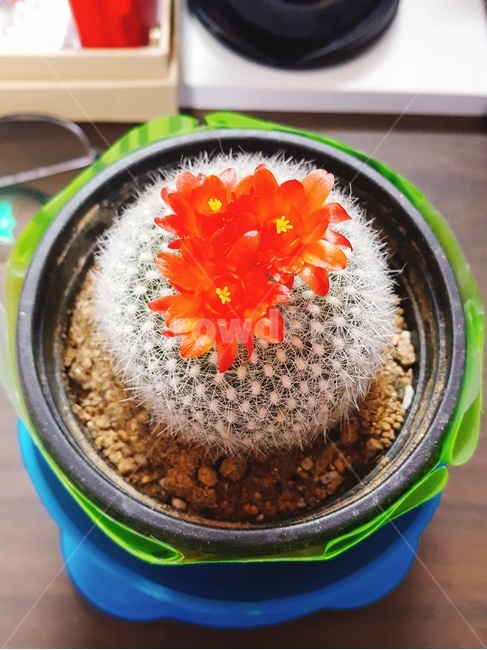 선인장,화분,선물,선인장꽃,붉은꽃,작은선인장