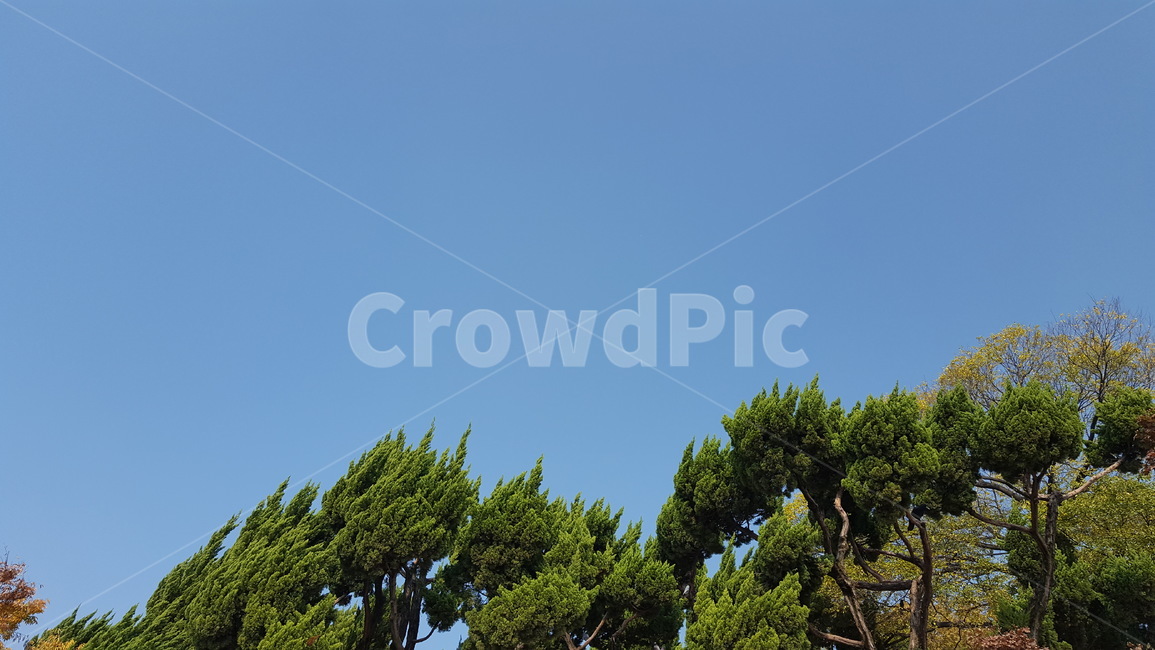 하늘,자연,나무,구름,맑은,자연,풍경,nature,landscape,tree,plant,식물,fir,전나무