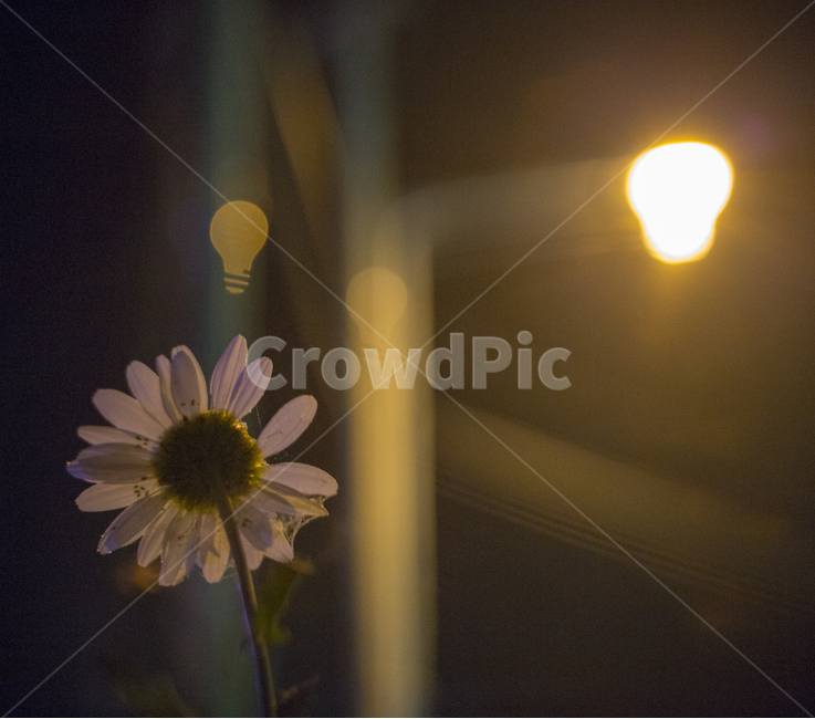 전구모양,보케사진,코스모스,야경,풍경,야경,밤,풍경,nightscape,night,landscape,식물,자연,plants,nature,꽃,flower,감성,sensible,feeling,plant